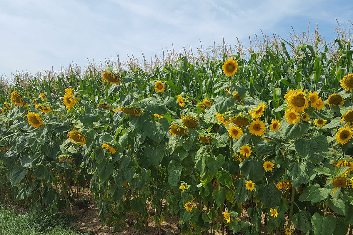 Landwirtschaft KRAML
